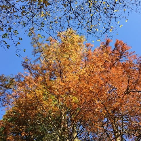 Orange farbene Herbstblätter