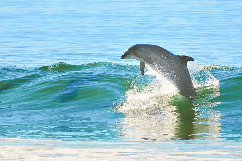 Springender Delfin im Meer